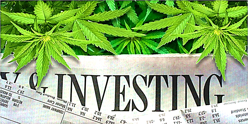 Cannabis